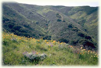 San Bruno Mountain